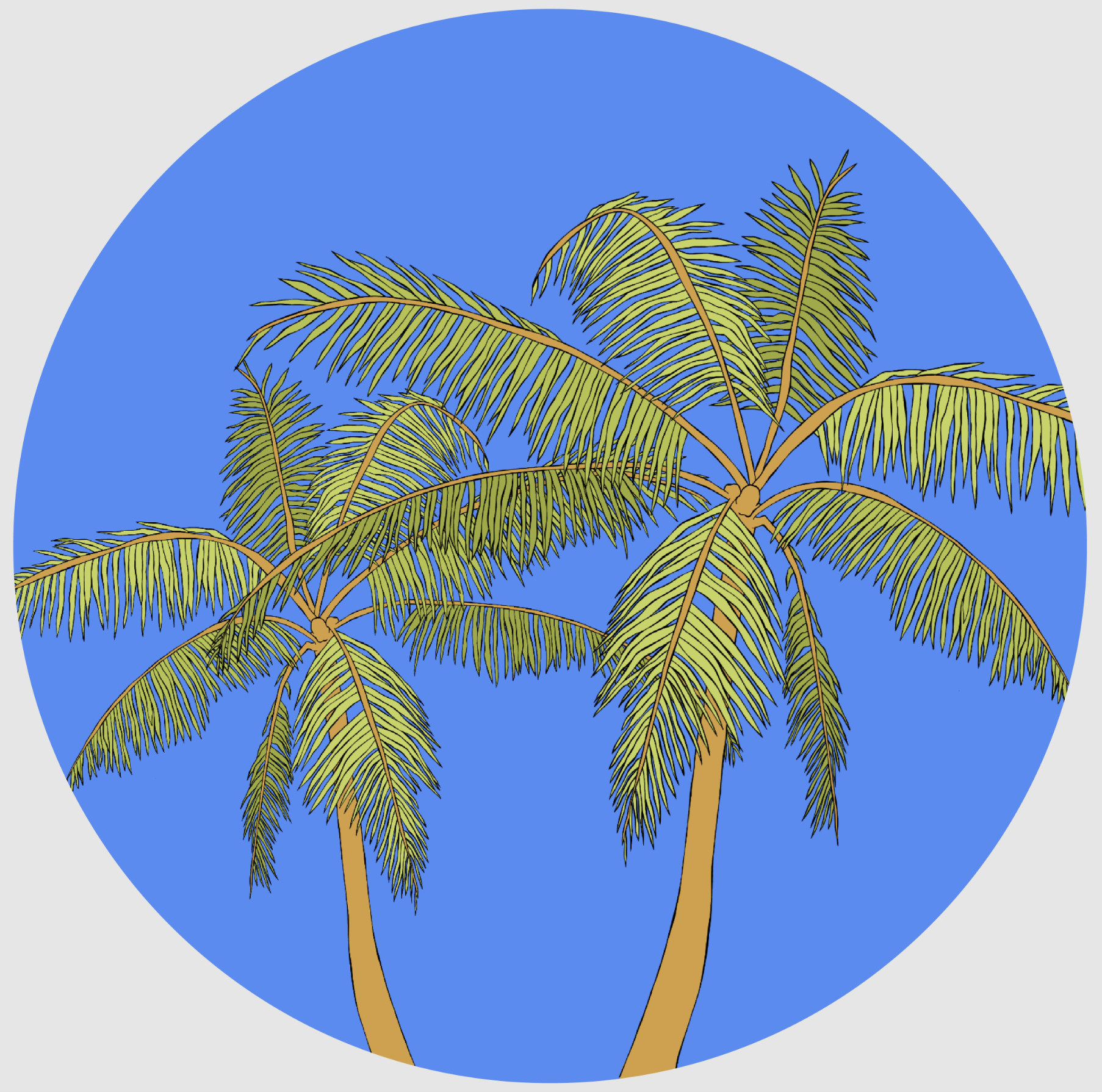 drawing ofPalm Trees in St. Petersburg, Florida
